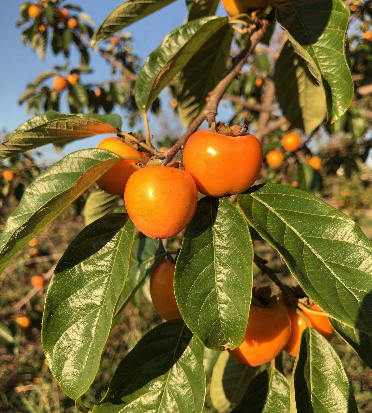 Diospyros kaki Vaniglia - Japonský tomel 